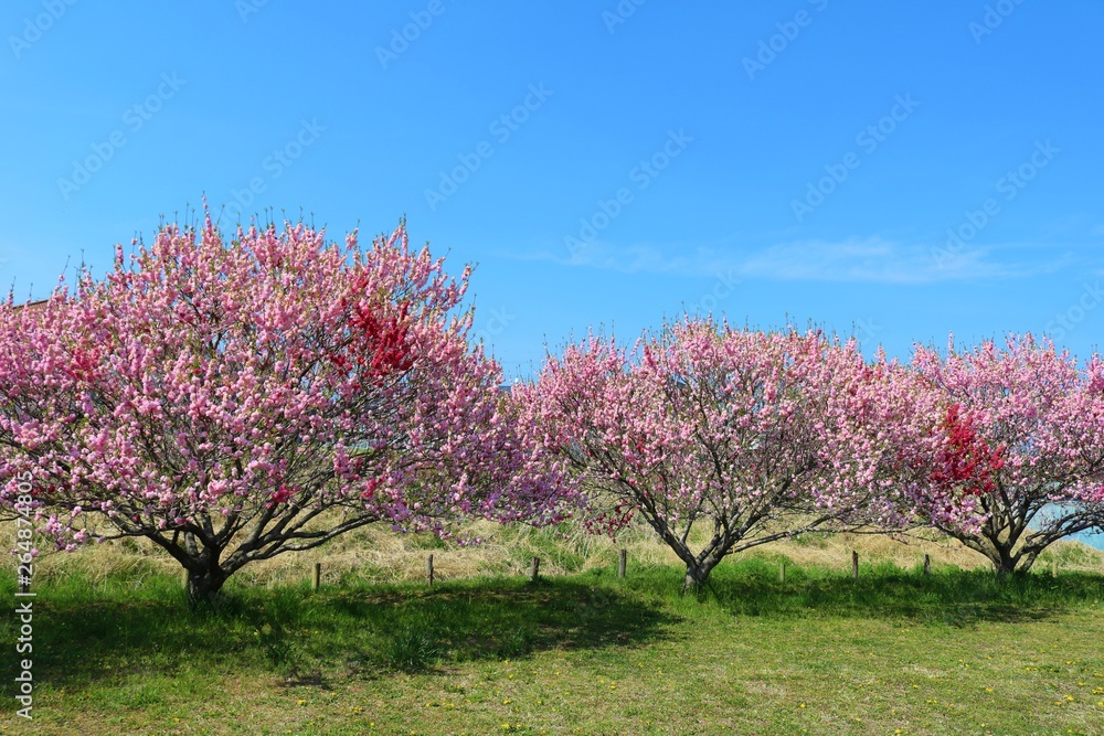 桃の花　ピンク　満開　空　茨城　