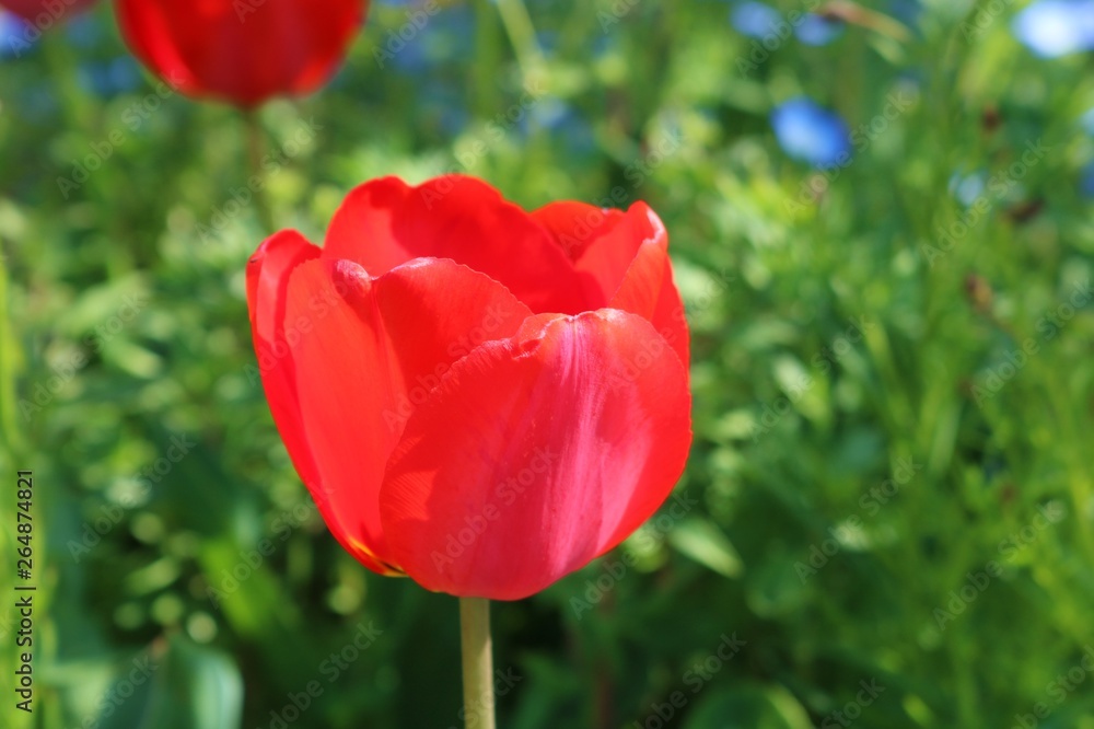チューリップ　赤　カラフル　ネモフィラ　公園　茨城
