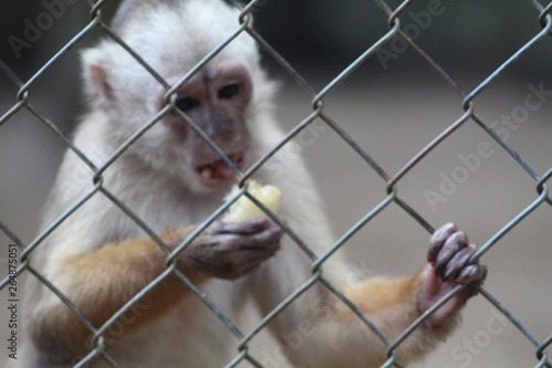 Macacos © Colares