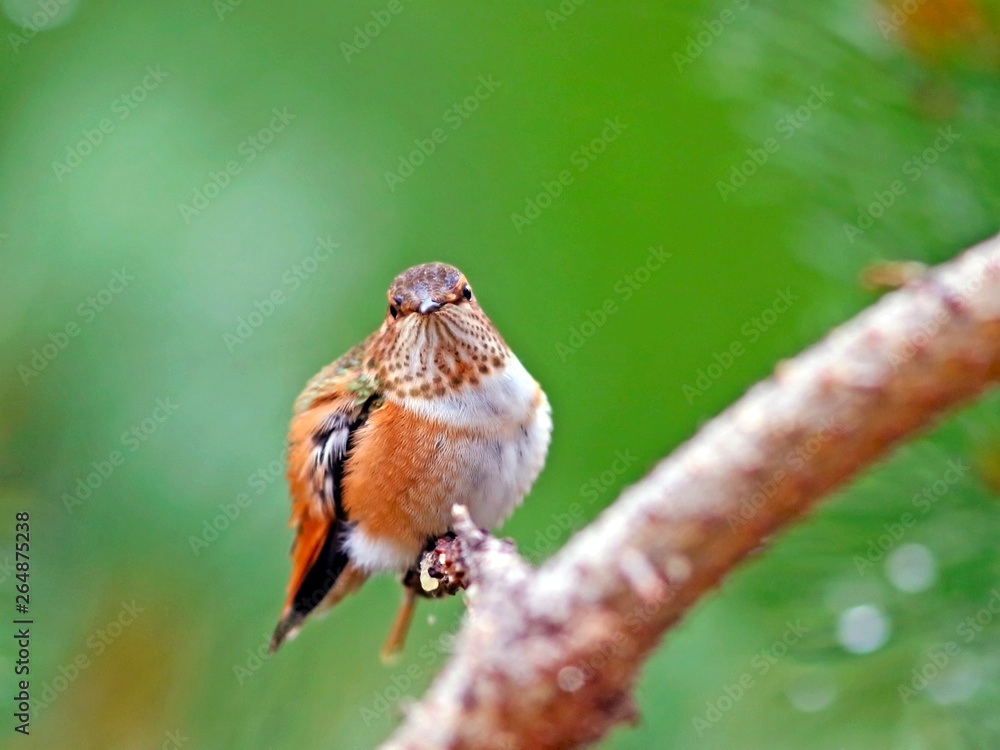 Fototapeta premium Rufus Hummingbird young animal, close up