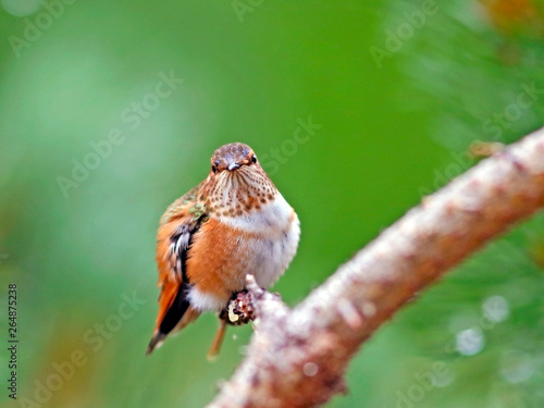 Rufus Hummingbird young animal, close up © rima15