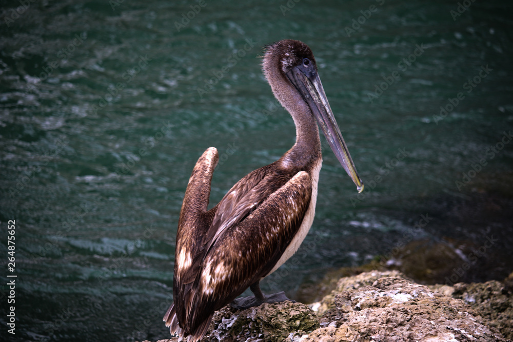 Obraz premium pelican on the beach