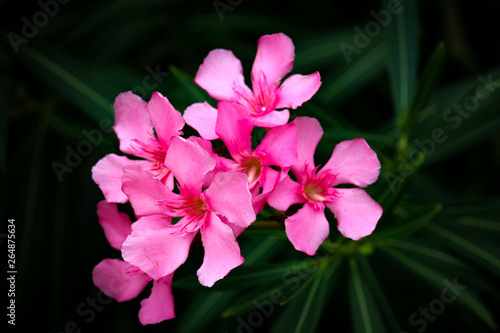 pink flower on green background