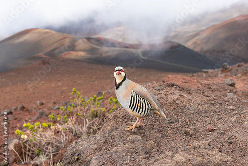 Chukar partridge on the volcano crater trail in the Haleakala National Park, Maui, Hawaii photo