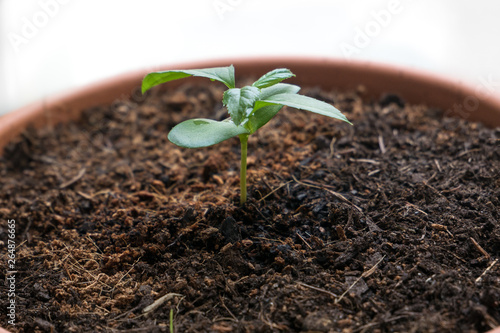 Apple seedling in plant pot with two cotyledons and four leaves