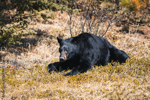 Jasper National Park  Alberta  Canada  black bear wanders  Travel Alberta  Canadian Rockies  Icefields parkway  Maligne Lake  Banff  North America wildlife