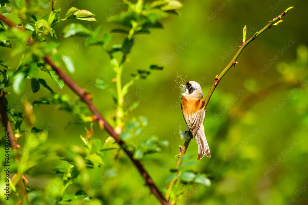 Nesting bird. Green natural background. Common bird. Eurasian Penduline Tit. Remiz pendulinus. Nesting bird. Green natural background. Common bird. Eurasian Penduline Tit. Remiz pendulinus.