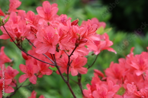 咲いているピンク色のツツジの花