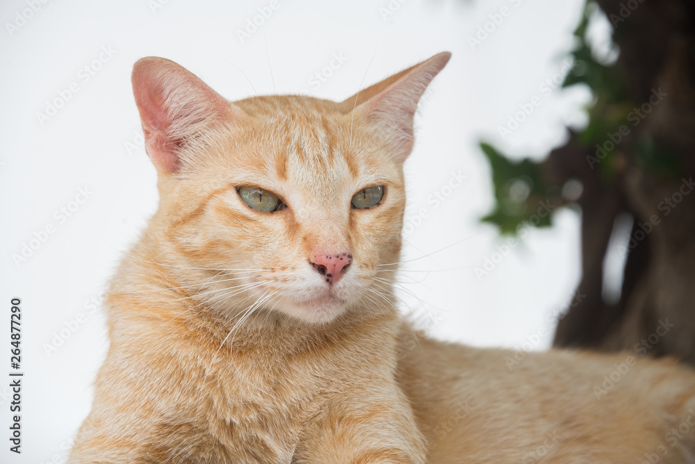 Orange tabby cat with black dot on the nose and tree background Orange tabby cat with black dot on the nose and tree background