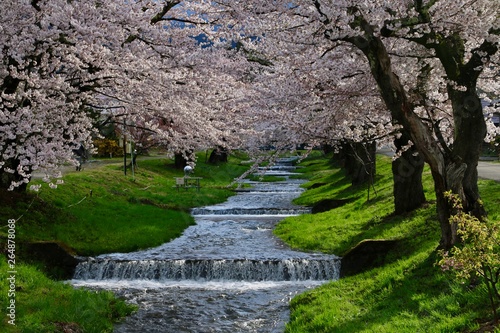 観音寺川の桜並木（福島県・猪苗代町）