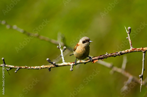 Cute bird. Bird on branch. Bird: Eurasian Penduline Tit. Remiz pendulinus. Natural background. photo