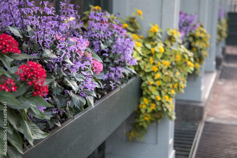Spring Flowers in Window Sill Planter Box Among Home House Business Building for Curb Appeal