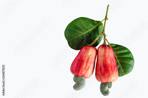 Bild auf Leinwand Cashews  fruit ripe with leaf isolated on a white background