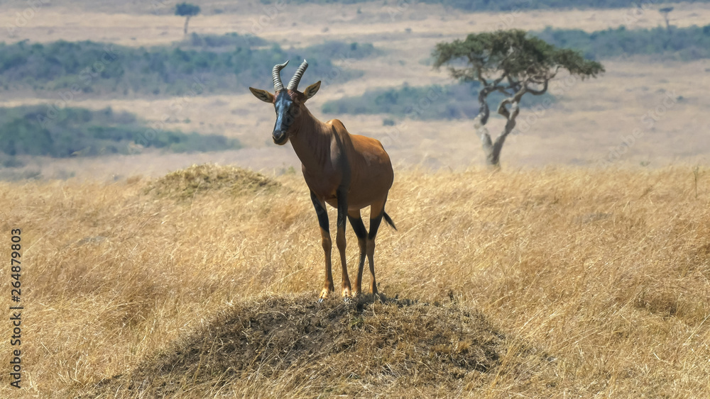 front on view of topi on a termite mound in masai mara front on view of topi on a termite mound in masai mara