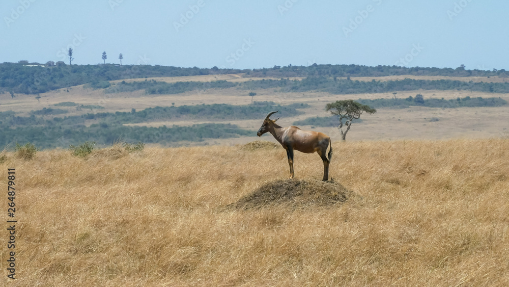 long shot of a topi on a termite mound in masai mara long shot of a topi on a termite mound in masai mara