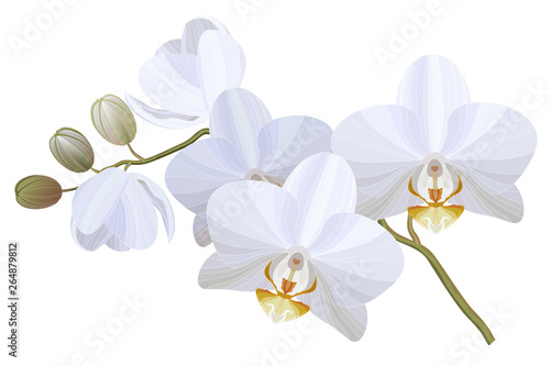 Vector realistic illustration of white orchid flowers on white background