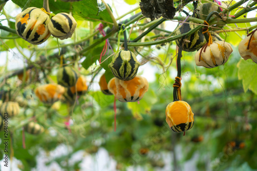 Pumpkins that are cultivate...