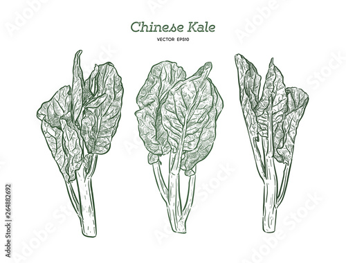 Chenese Kale or Chinese broccoli, hand draw sketch vector. photo