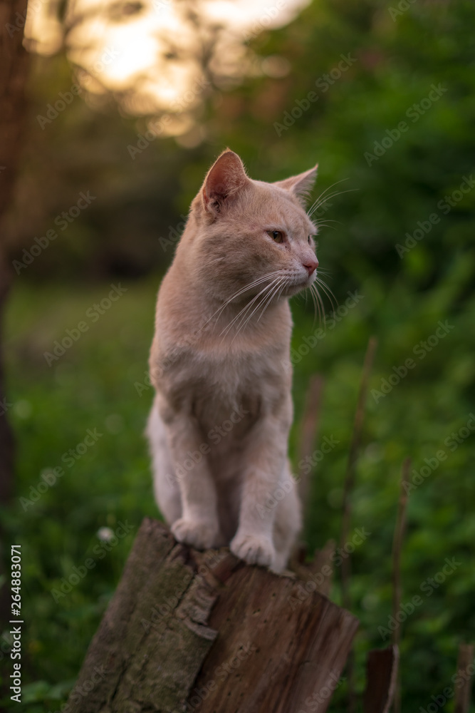 Close up portrait of cute and adorable cat sitting on wood with beautiful sunrise scenery in wild forest. Close up portrait of cute and adorable cat sitting on wood with beautiful sunrise scenery in wild forest.