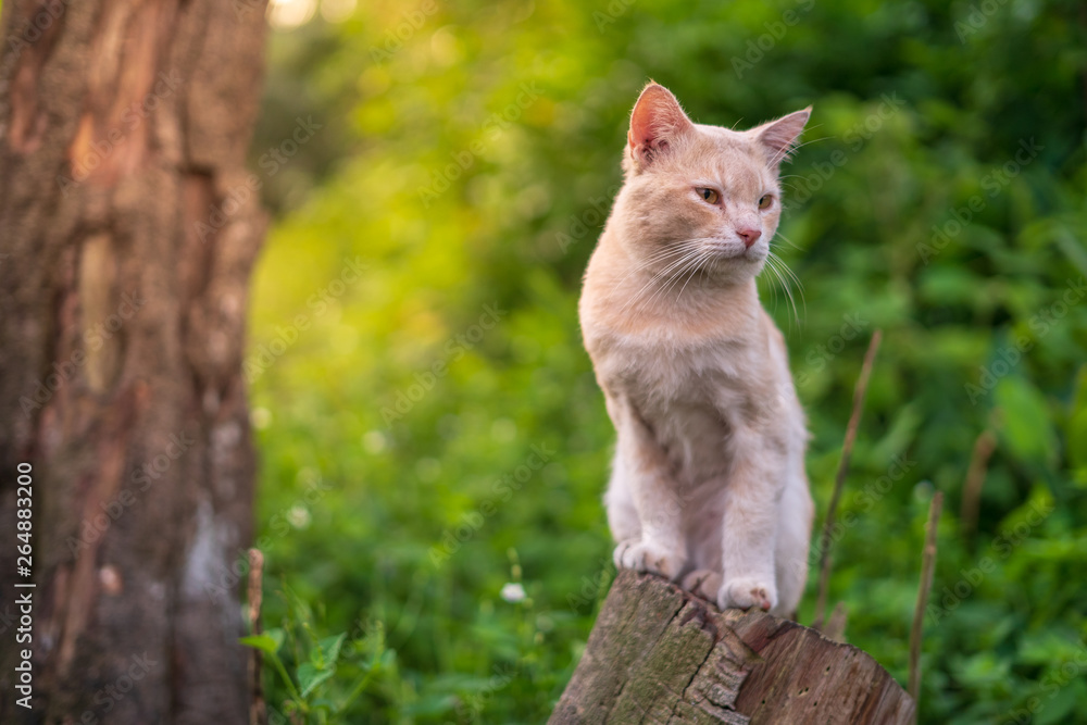 Close up portrait of cute and adorable cat sitting on wood with beautiful sunrise scenery in wild forest.