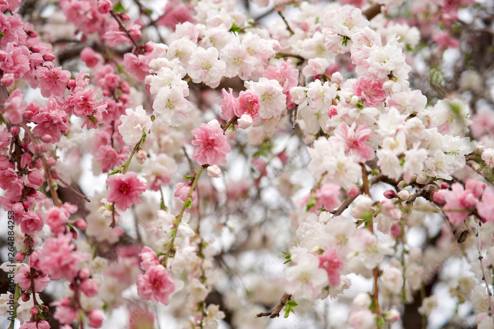 八重桜 八重桜