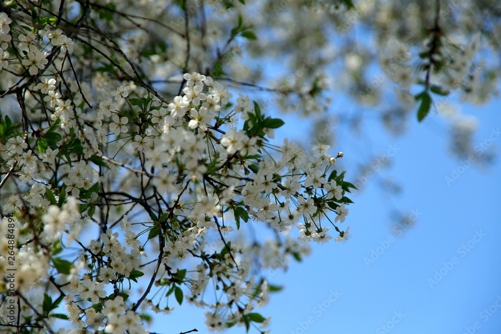 A branch of flowering cherry on a background of blue sky. Cropped shot, horizontal, place for text, nobody, background. Concept of nature and spring. A branch of flowering cherry on a background of blue sky. Cropped shot, horizontal, place for text, nobody, background. Concept of nature and spring.