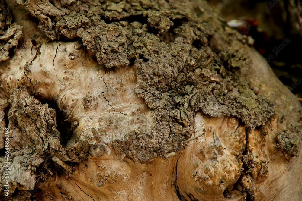 Blurred abstract background. The texture of the trunk of an old tree with cracks and convolutions. Cropped shot, horizontal, place for text, nobody. Nature concept Blurred abstract background. The texture of the trunk of an old tree with cracks and convolutions. Cropped shot, horizontal, place for text, nobody. Nature concept