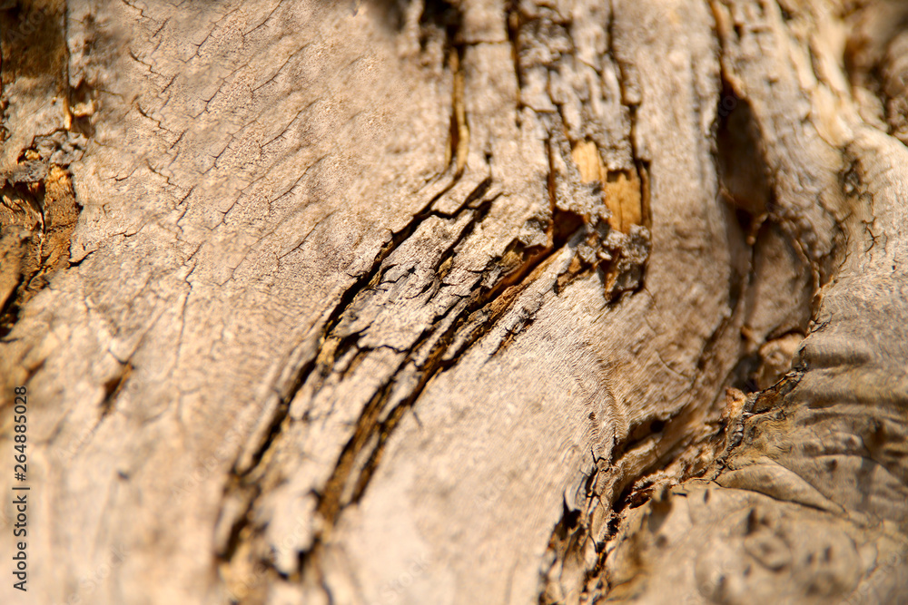 Blurred abstract background. The texture of the trunk of an old tree with cracks and convolutions. Cropped shot, horizontal, place for text, nobody. Nature concept Blurred abstract background. The texture of the trunk of an old tree with cracks and convolutions. Cropped shot, horizontal, place for text, nobody. Nature concept