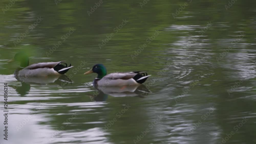 ducks swim in the lake in a day ducks swim in the lake in a day