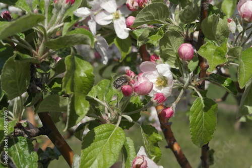 apple trees in bloom 