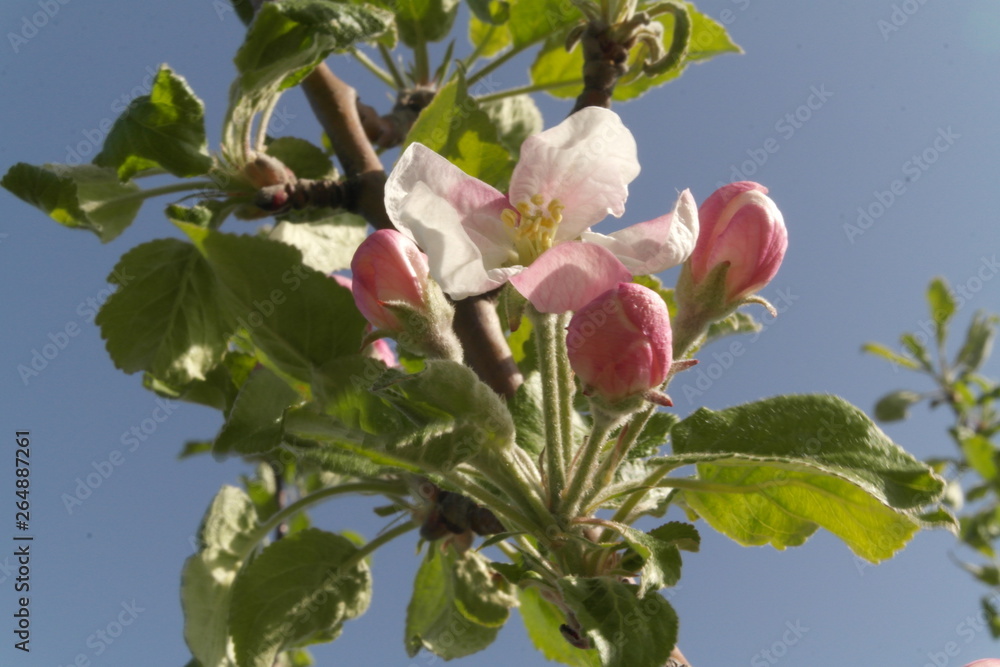 apple trees in bloom apple trees in bloom