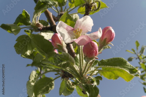 apple trees in bloom