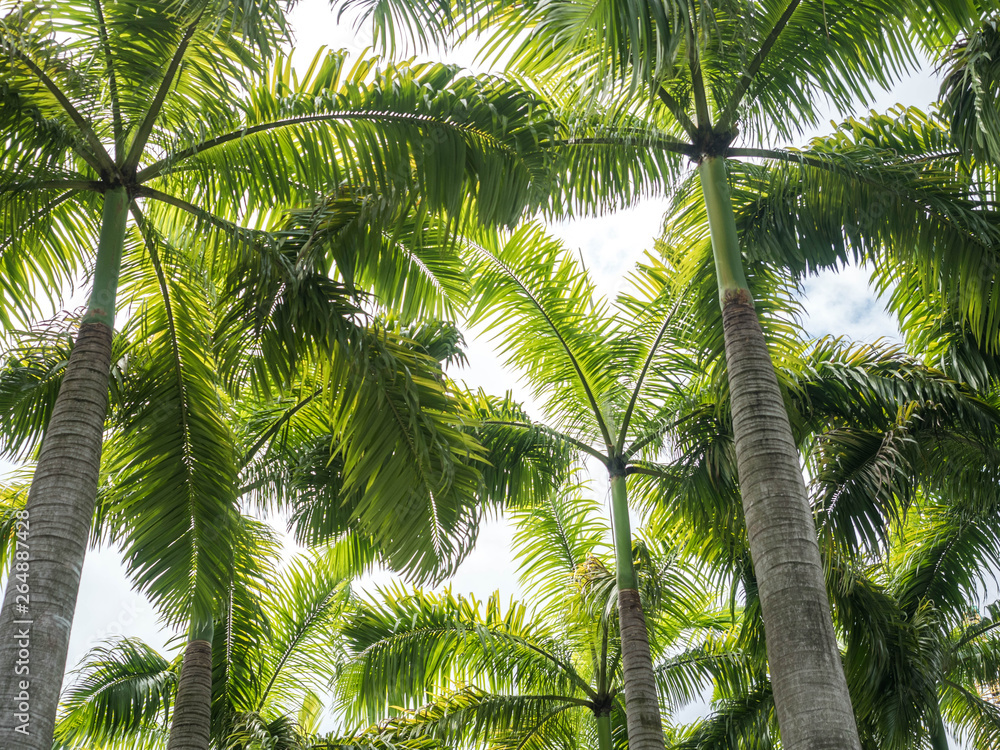 palm trees viewed from below