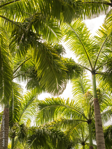 palm trees viewed from below
