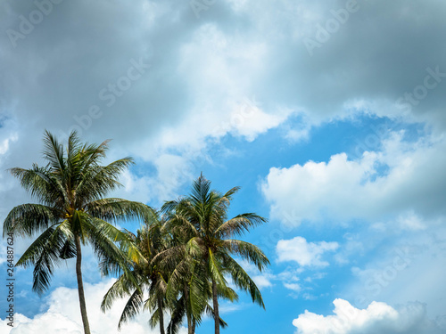 Coconut Tree with Bright Sunlight and Blue Sky