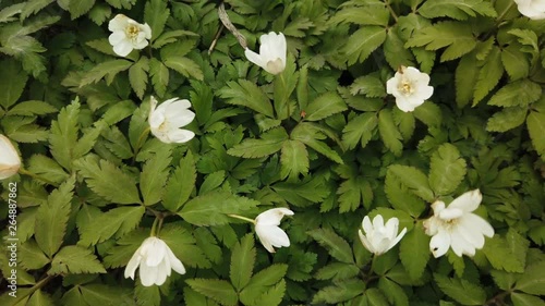 Spring white flowers Europe. Noble mayflower (Hepanca nobilis) photo