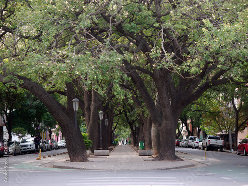 Tableau sur toile View of Chacabuco Blvd, in the Nueva Cordoba district, characterized by its median full of palo borracho (Chorisia) trees, Cordoba City, Cordoba, Argentina