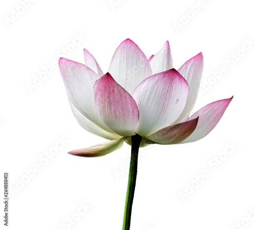  white blooming lotus flower isolated