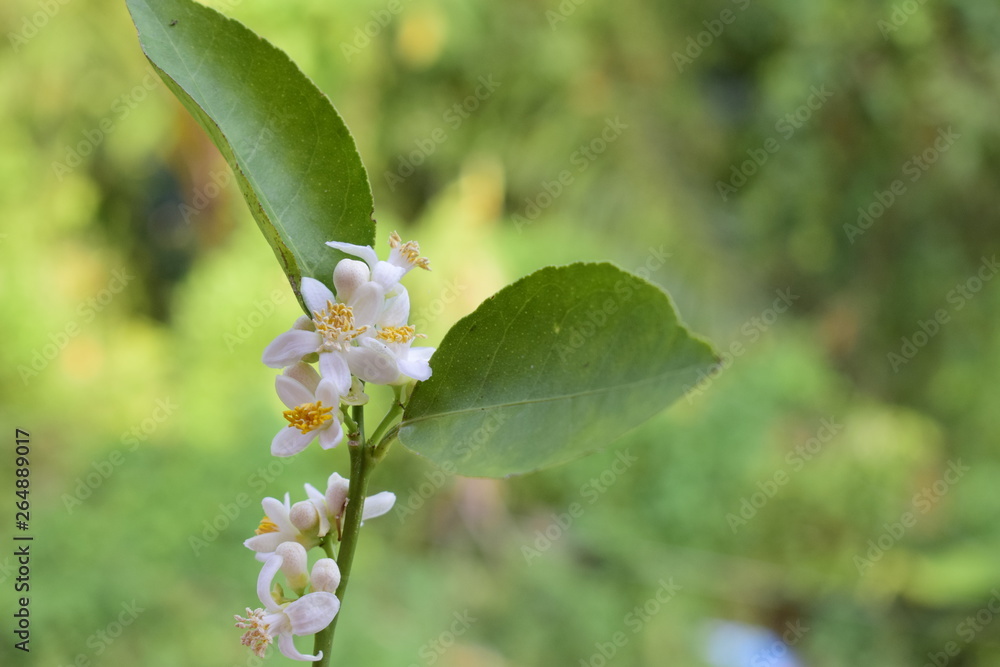 White lemon flower Green background, natural light White lemon flower Green background, natural light