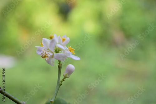 White lemon flower Green background, natural light