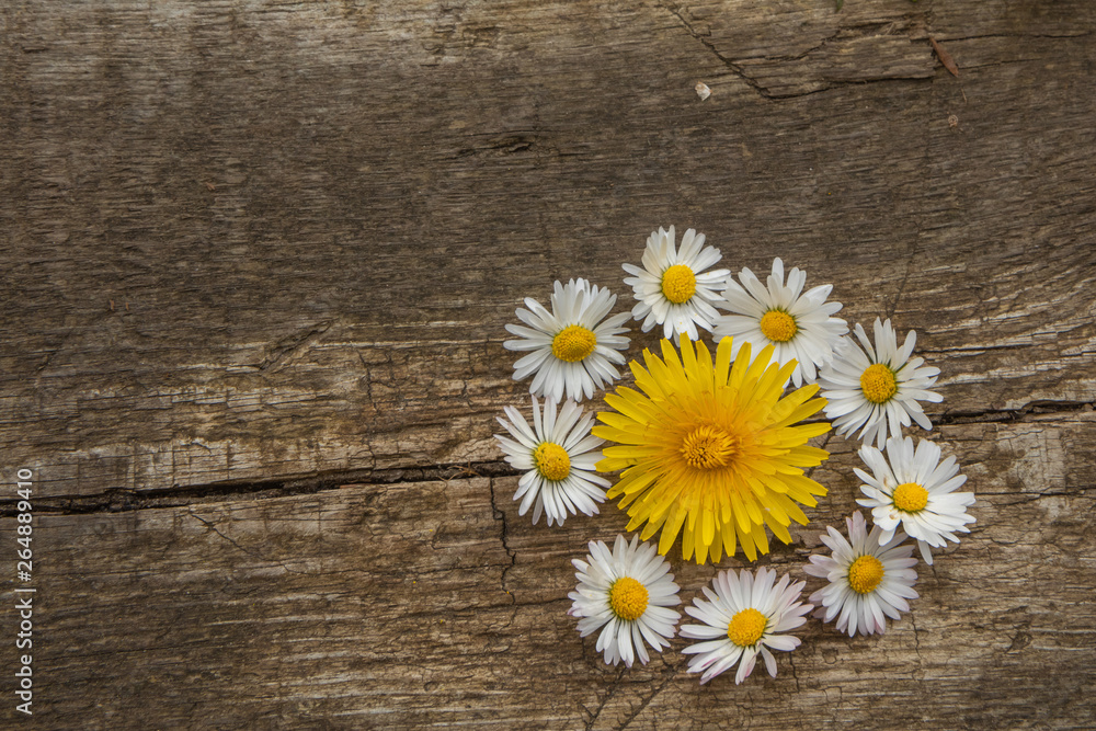 Obraz premium daisies and dandelion blossom, rustic wood texture, spring