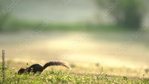 squirell running and jump in the park