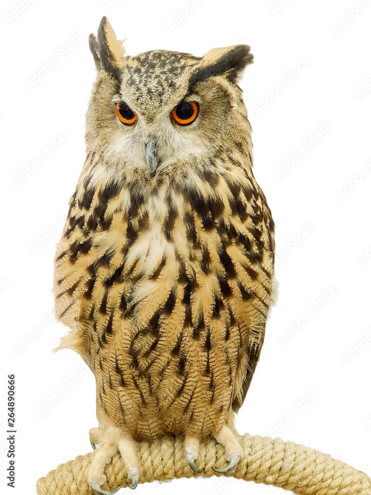Obraz premium A big owl scratches on a branch isolate on white background and make with clipping paths.