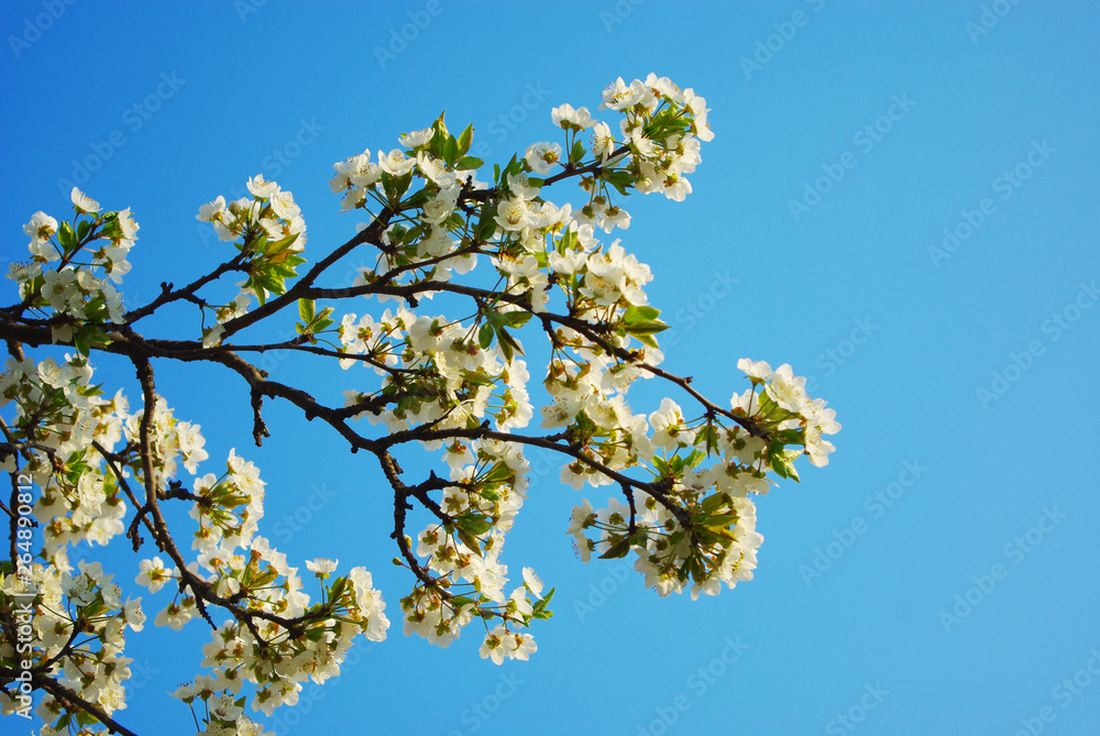Blooming cherry branch against the blue sky Blooming cherry branch against the blue sky