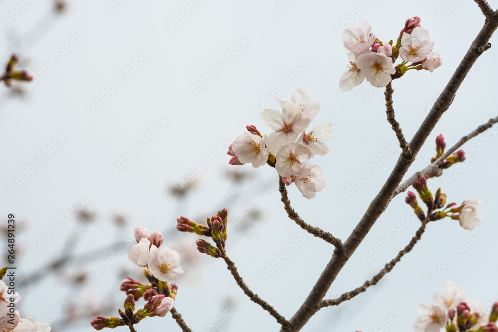 Cherry blossom in spring for background or copy space for text