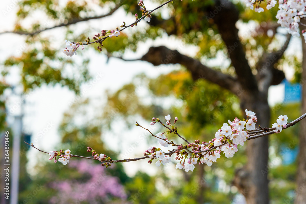 Cherry blossom in spring for background or copy space for text