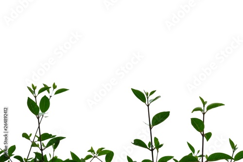 Young tropical plant leaves growing in a garden on white isolated background for green foliage backdrop 
