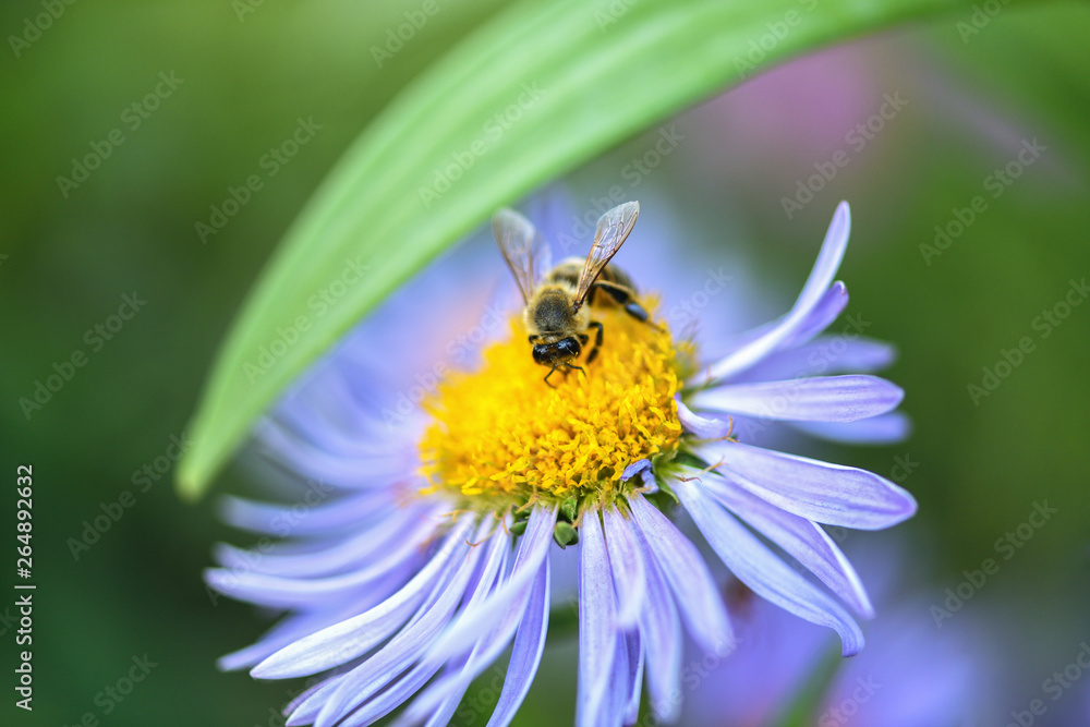 Bee collects nectar on a purple flower. Macro photography Bee collects nectar on a purple flower. Macro photography