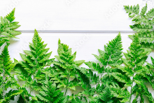 Fern on white wooden background.