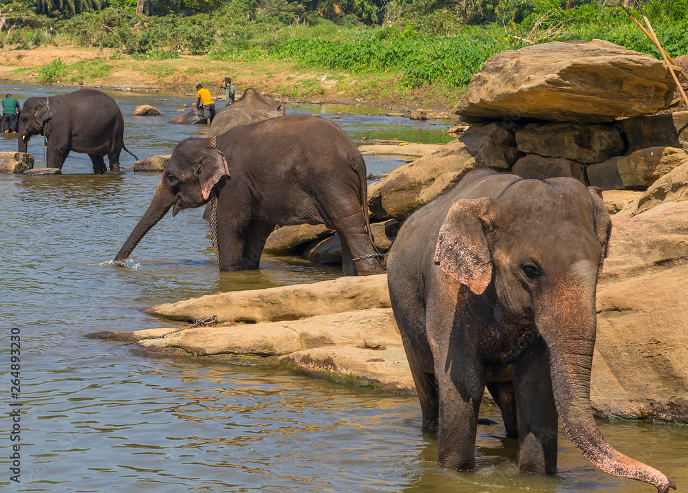 family Asia Elephant bath in river Ceylon, Pinnawala